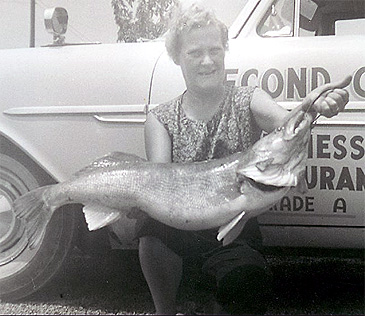 2430_Walleye_Sander vitreus.jpg 2430_Walleye_Sander vitreus.jpg